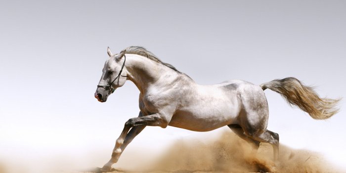 1920x1200 Horse Wallpaper Hd (17)