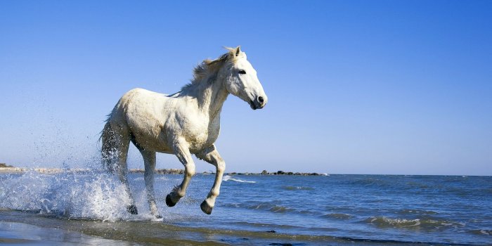 1920x1080 White Horse Running In Water Pics And Wallpaper Free download for