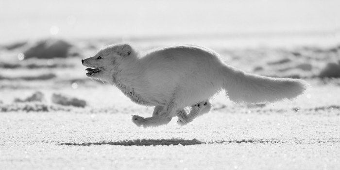 1920x1080 1920x1080 Arctic Fox Running Laptop Full HD 1080P HD 4k Wallpapers