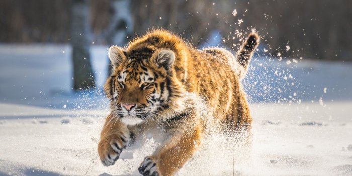 1920x1080 1920x1080 Cute Tiger Cub Running Laptop Full HD 1080P HD 4k