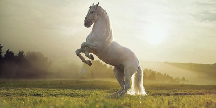 1920x1080 Beautiful Horse Wallpaper (66+ images)