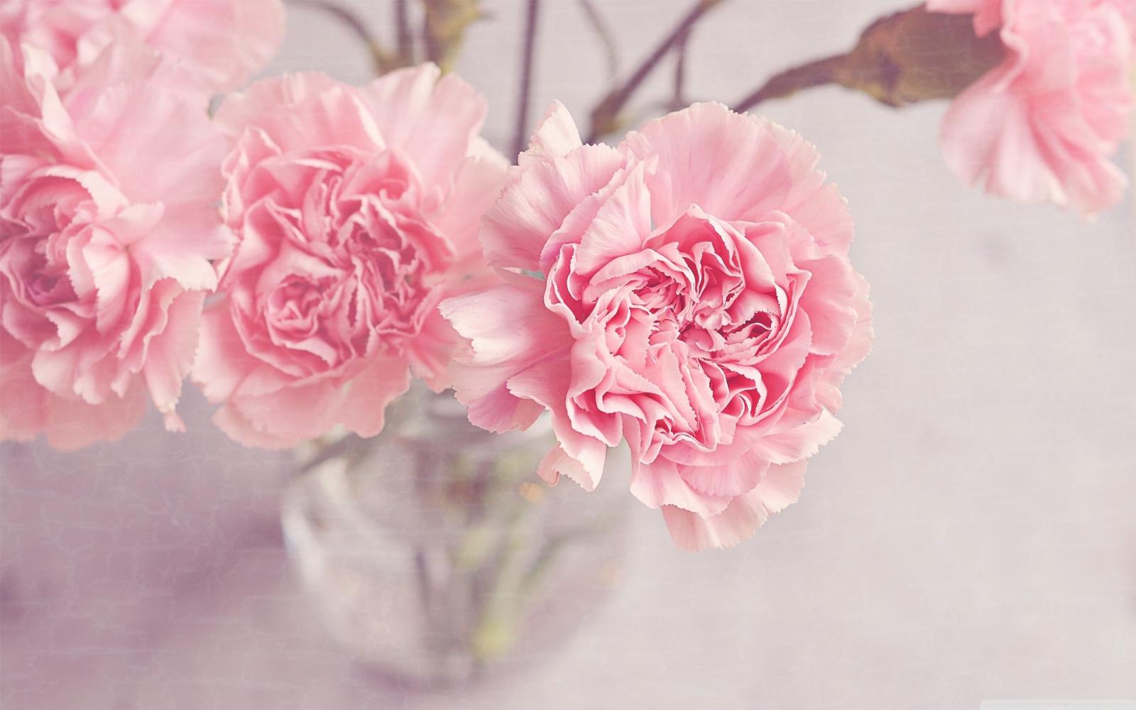 2880x1800 Light Pink Carnations Flowers in a Vase ❤ 4K HD Desktop Wallpaper