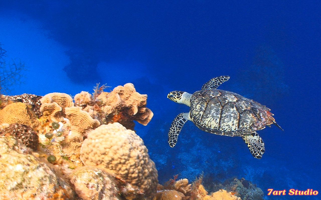 1280x800 Turtle Swimming Coral Reef screensaver & animated desktop wallpaper