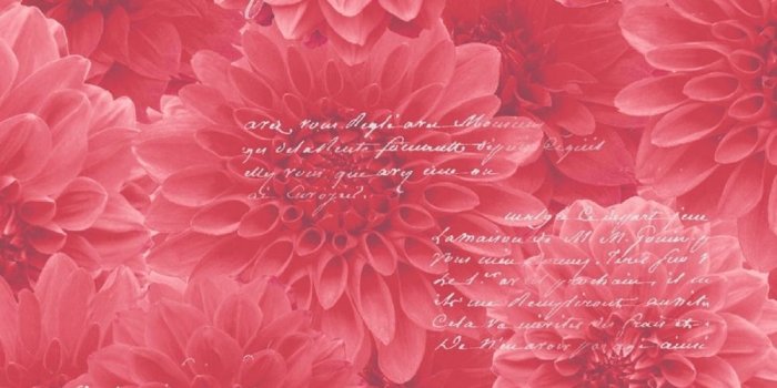 1000x1000 Muriva Chrysanthemum Floral Wallpaper Red (128502)
