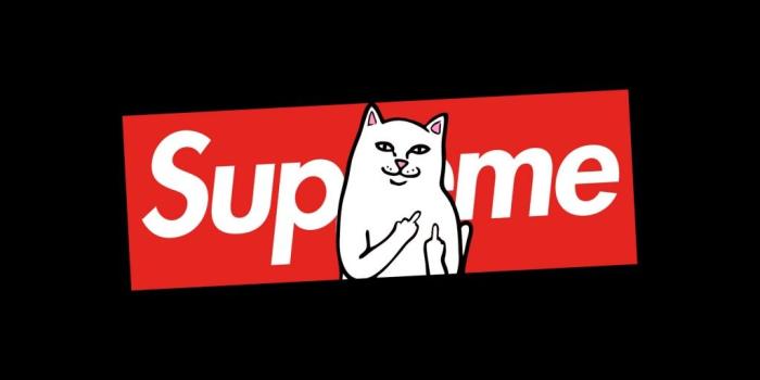 1024x1024 Supreme Cat ❤ 4K HD Desktop Wallpaper for 4K Ultra HD TV • Dual