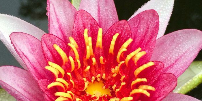 1838x3264 Wallpapers of the week: the water lily