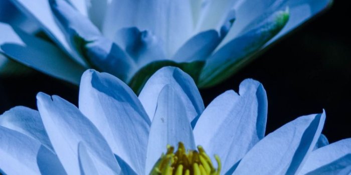 750x1334 Earth/Water Lily (750x1334) Wallpaper ID: 664476
