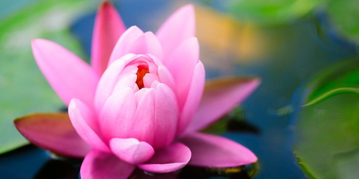 1920x1080 Water Lilies Bloom HD Wallpaper - Wallpaper Stream