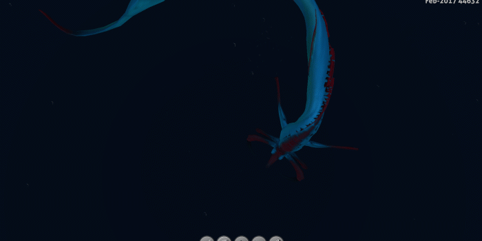 1920x1080 Depressed Reaper Leviathan — Unknown Worlds Forums