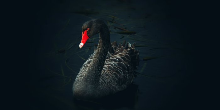 3840x2160 Black Swan Wallpapers