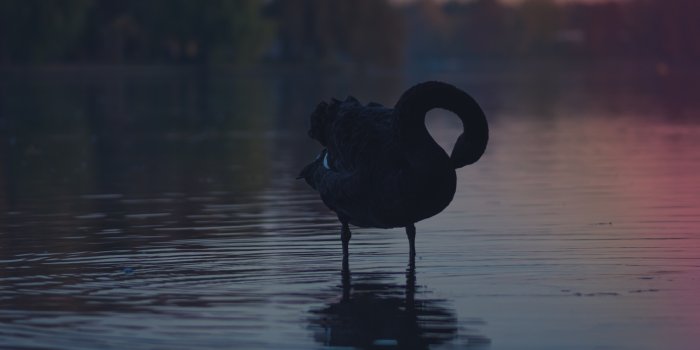 3840x2160 Black Swan 4k Ultra HD Wallpaper | Background Image | 3840x2160 | ID