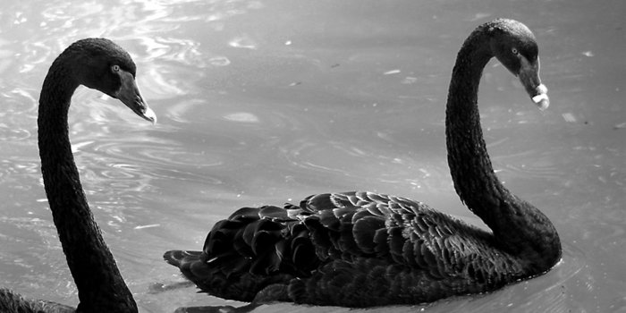 1600x1067 Black Swan Anim HD Wallpaper, Background Images