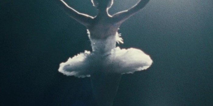 1024x768 Black Swan Wallpapers Wallpapers HD Fine Desktop Background