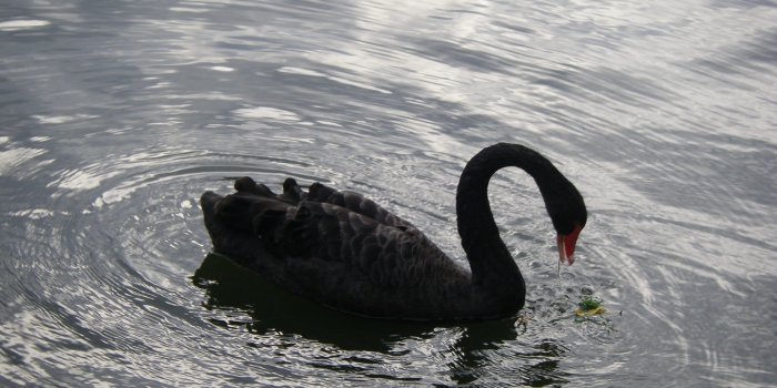 3264x2448 Baby Black Swan HD Wallpaper, Background Images