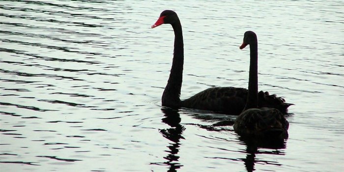 1366x768 Black Swan Wallpaper and Background Image | 1366x768 | ID:452176