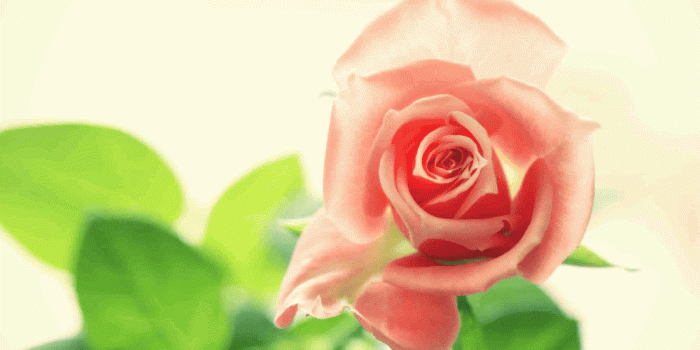 1000x1500 Most romantic Pink Rose Image #rose #pinkrose #roseday #roseimages