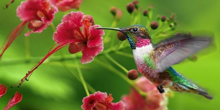 1680x1050 320+ Hummingbird HD Wallpapers and Backgrounds