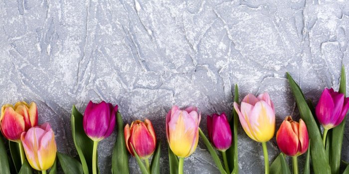 1332x850 Wallpaper flowers, colorful, tulips, flowers, tulips, spring images for  desktop, section цветы - download