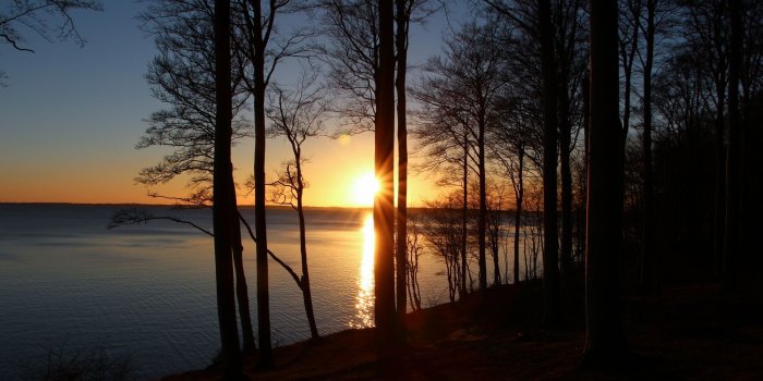 1920x1080 55+ Forest Sunset Wallpapers - Download at WallpaperBro