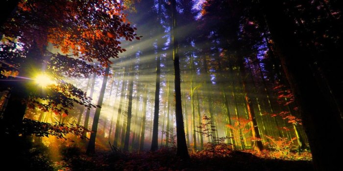 1280x804 Sunset in the Forest wallpapers | Sunset in the Forest stock photos