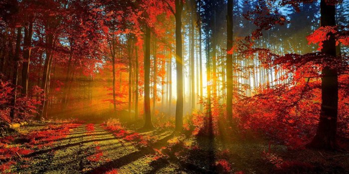 1280x800 Images Rays of light Nature Autumn Forests sunrise and sunset