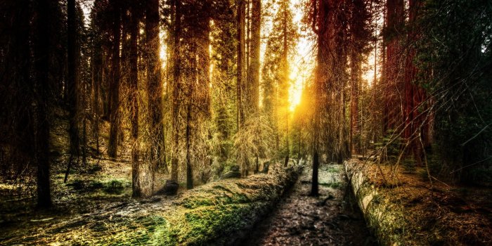 1920x1080 2916138 1920x1080 forest sunset wallpaper and background JPG 941 kB