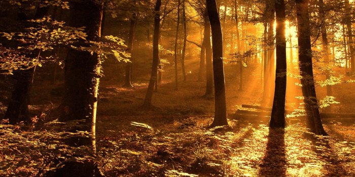 1920x1080 Sunset Forest HD Wallpaper, Background Images