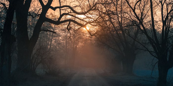 4608x3456 Download 4608x3456 Forest, Trees, Road, Sunset Wallpapers