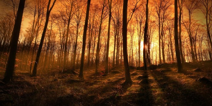 1920x1130 Sunset Forest Hd HD Wallpaper, Background Images