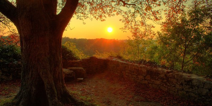 2560x1600 Sunset At Forest Pictures #6943159