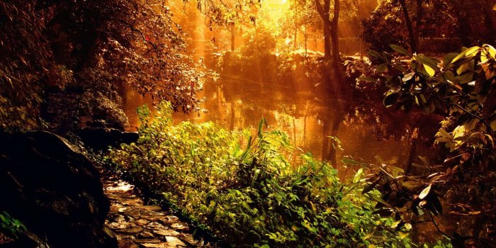 1920x1200 Perfect sunset in the forest HD Wallpaper