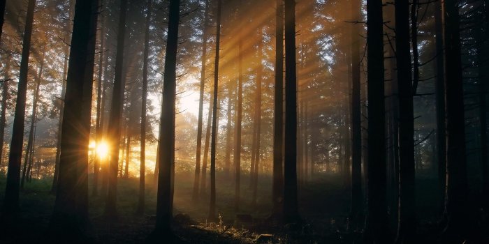 1920x1276 Mother Nature,background Images, Filtered, Windows Wallpaper, Forest