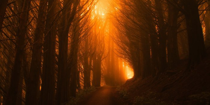 3100x1979 100320 #4K, #forest, #sunset, #orange, #light, #trees | Nature