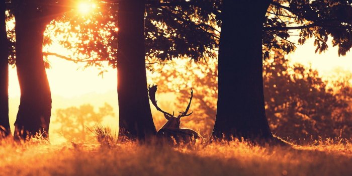 1920x1280 Album wallpapers, Sunset in the forest, DP/21