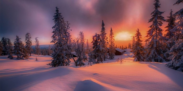 1920x1200 Gray pine trees, nature, landscape, forest, sunset HD wallpaper