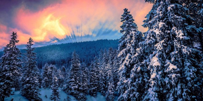 1838x1033 Download Latest Nature Forest Trees Swinter Sunset Wallpaper