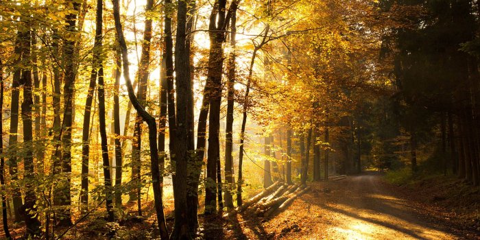 1920x1200 Forest Wallpapers HD