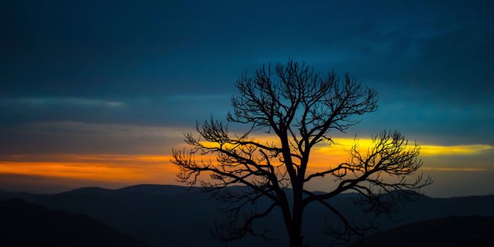 2560x1440 2560x1440 Nature Trees Mountains Hd 4k Sunset Forest 1440P