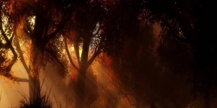 1440x1280 Hd Forest Sunset Wallpaper by Mr__Ng - 7c - Free on ZEDGE™