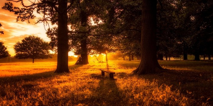 2560x1707 Forest Sunset Bench Wallpaper · Picture #9109 · Free Stock Photos