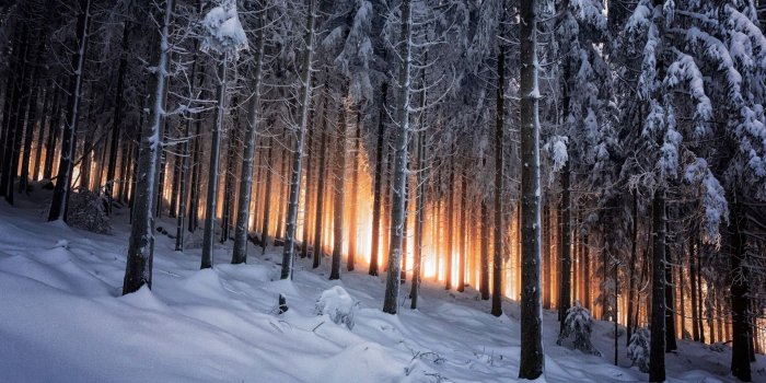 1920x1200 73+ Winter Forest Wallpapers on WallpaperPlay