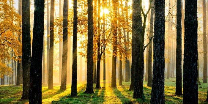 1650x1070 Sunset Forest Wallpaper | MuralsWallpaper