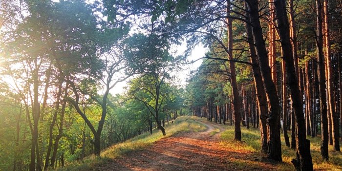 1920x1080 landscape, Nature, Pine trees, Evening, Pathway, Sunset, Forest 4K