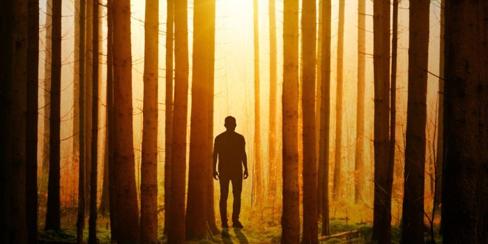 2048x2048 Alone in Forest Sunset 4K Wallpaper</a> Wallpaper - Wallpapers Printed