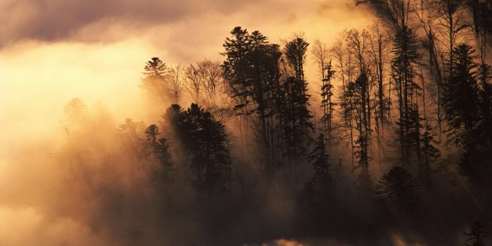 1920x1080 Nature landscapes trees forest sunlight sunrise sunset clouds fog