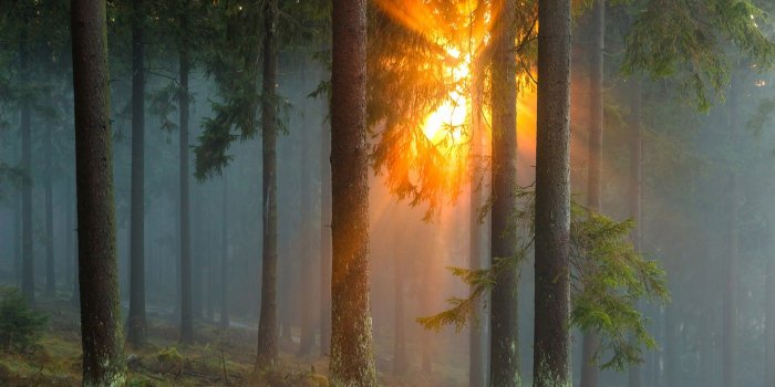 1920x1200 Into The Woods Fog Sunset Hd Wallpaper - Sun In The Forest (#604183