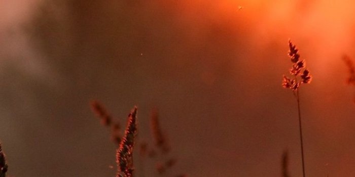 750x1334 Sunset, forest, grass, warm sun 750x1334 iPhone 8/7/6/6S wallpaper