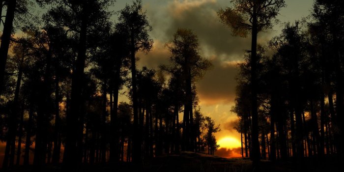 1920x1200 Atmosphere, Wildfire, Forest, Night, Sunset 16:10 Wallpaper