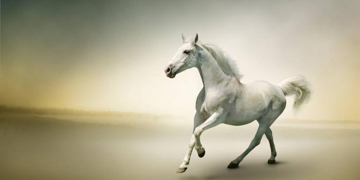 2560x1600 White Horse Wallpapers
