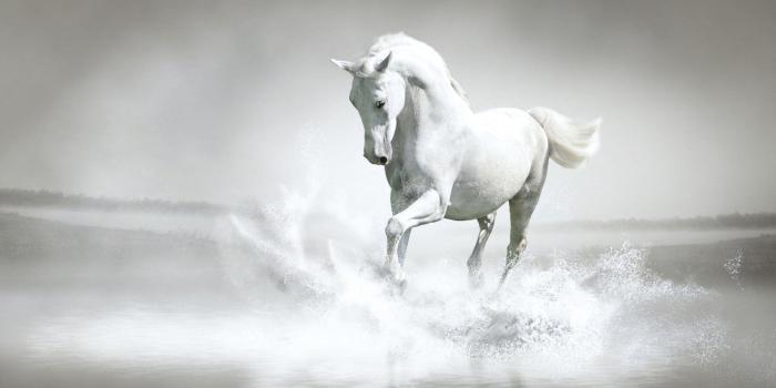 1920x1200 White Horse Wallpapers